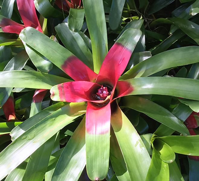 blushing bromeliad january seed of the month