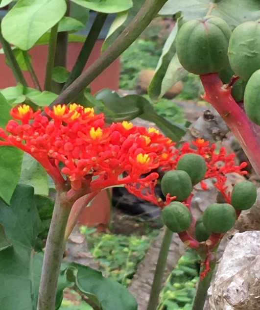 seed of the month coral plant