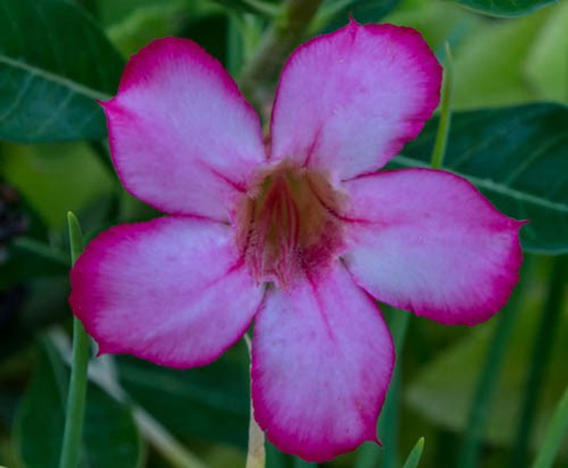 free seed of the month desert rose march 2018
