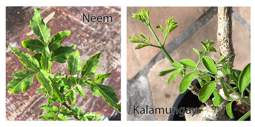neem and moringa trees