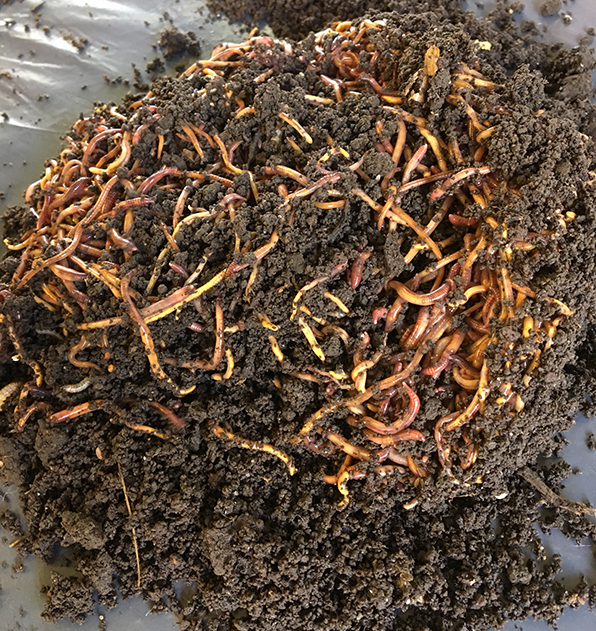 how to raise composting worms