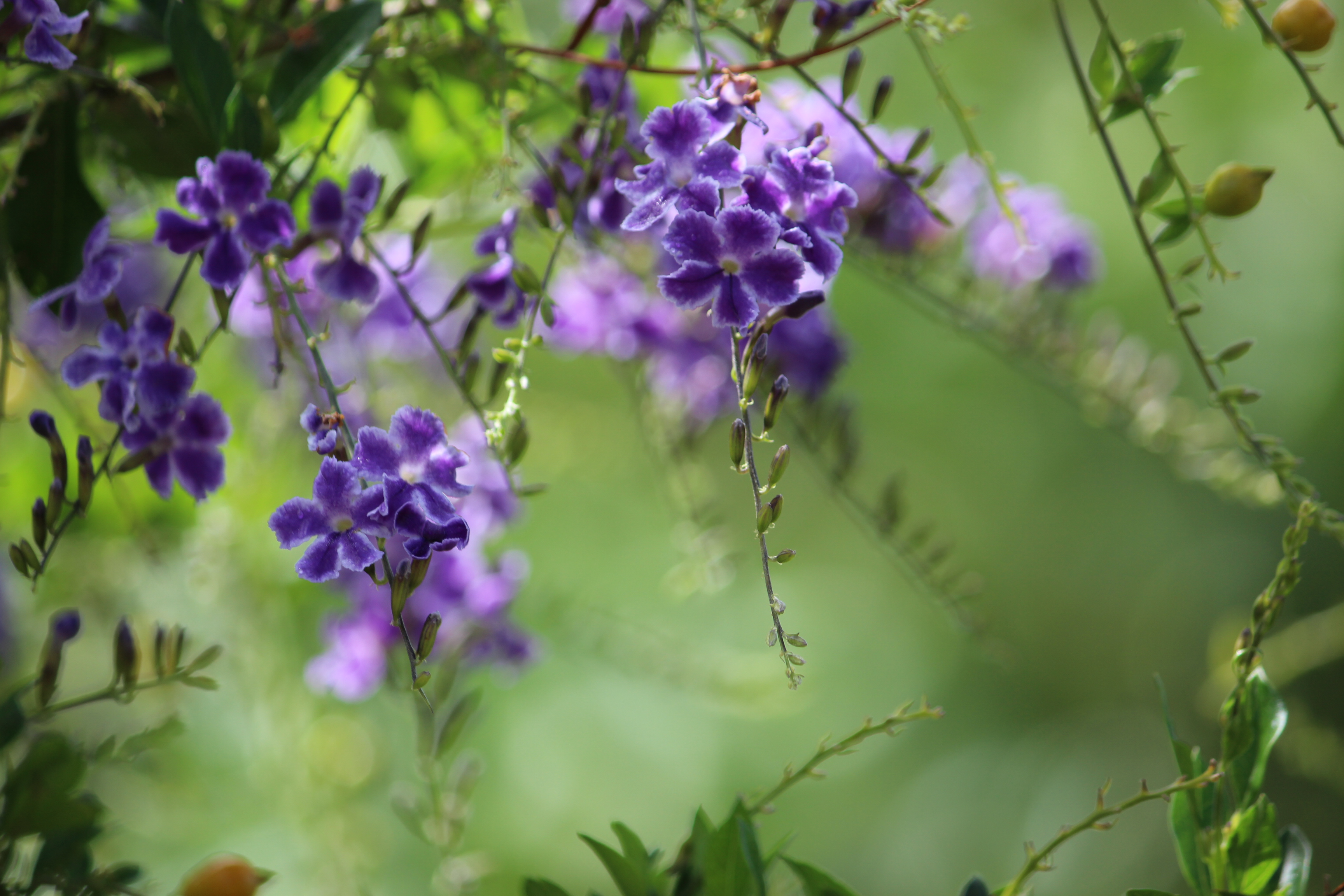 xeriscape plant makaha