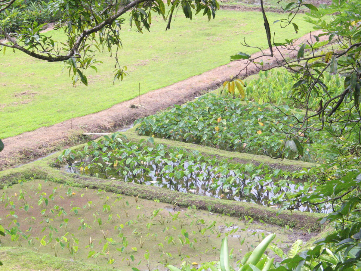 ala wai watershed association koolauloa ahupuaa