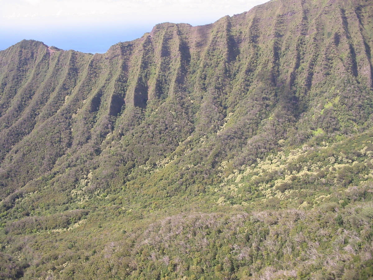 makaha