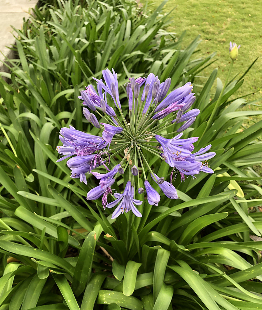 seed of the month july 2019 agapanthus