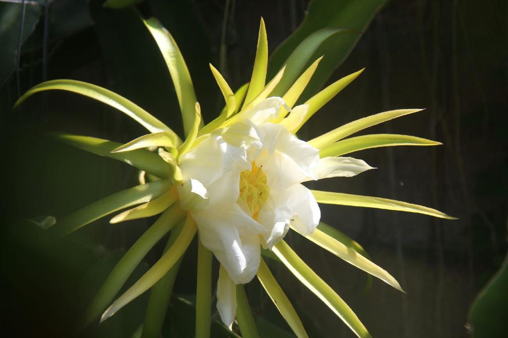 night blooming cereus dragon fruit strawberry pear