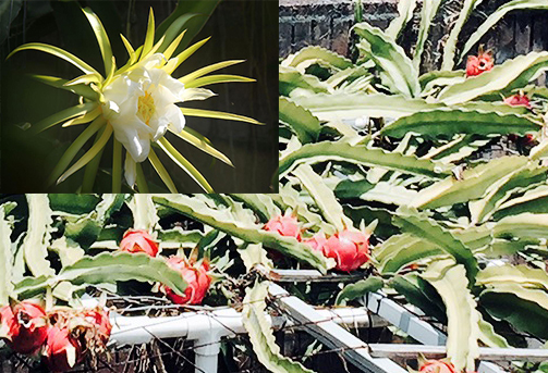 Night Blooming Cereus (Dragon Fruit or Strawberry Pear)