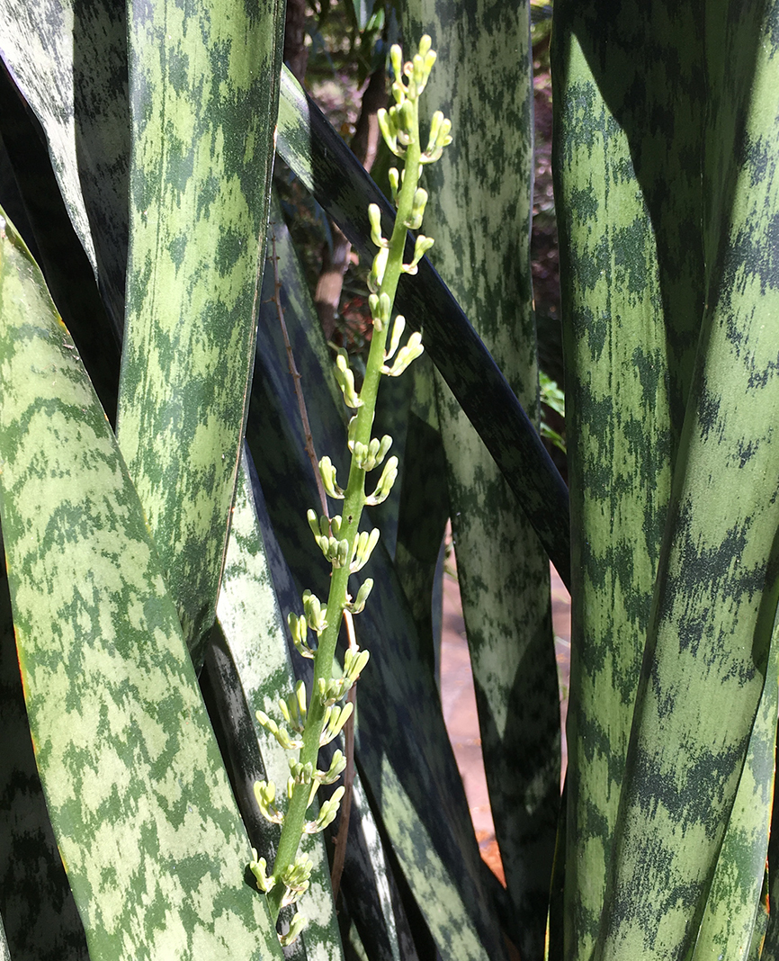 seed of the month june 2019 sansevieria