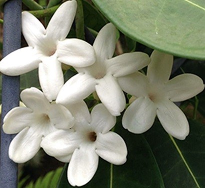 seed of the month stephanotis