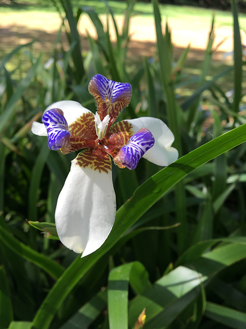 Walking Iris (Apostle's Plant)