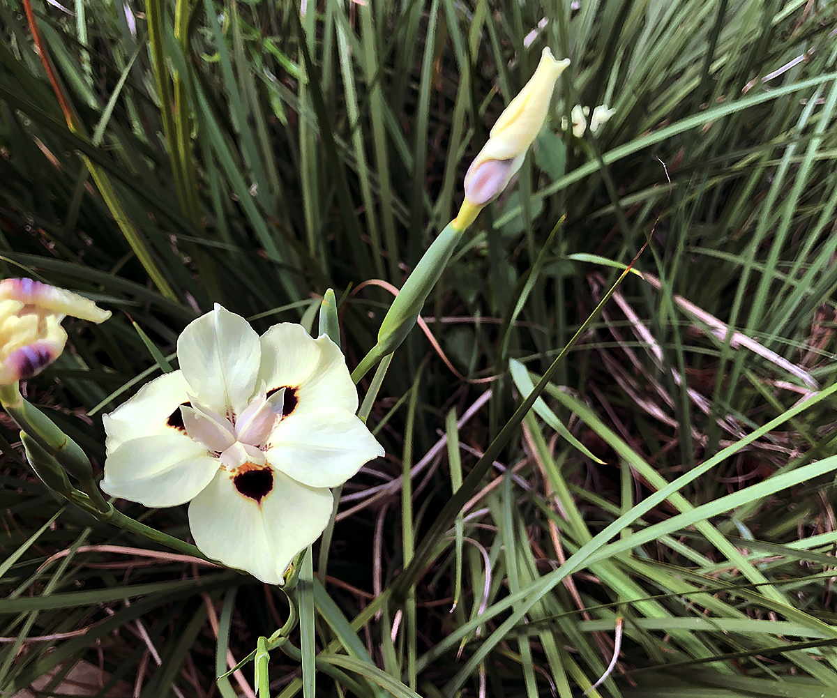 yellow african iris