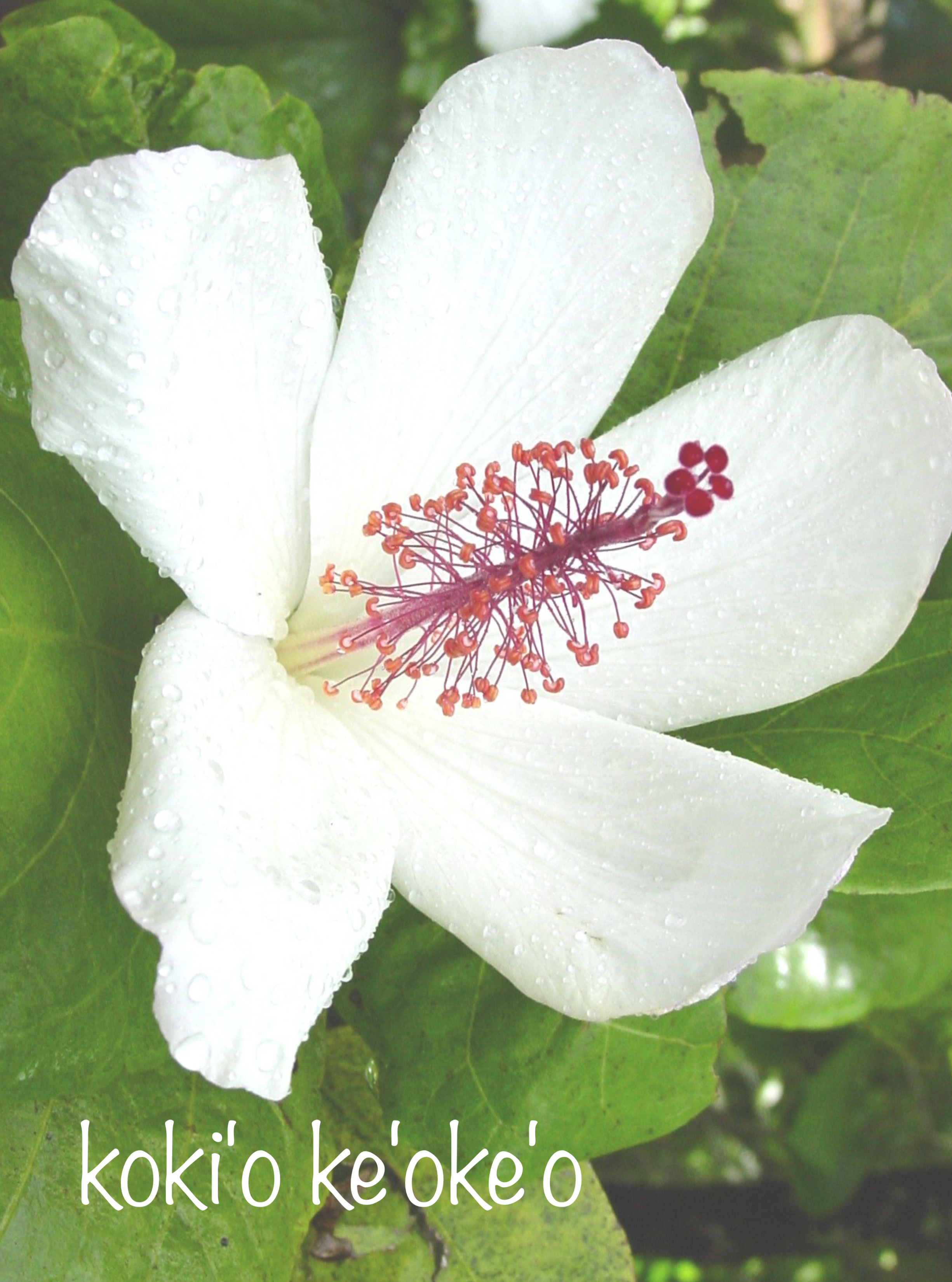 Kokiʻo keʻokeʻo