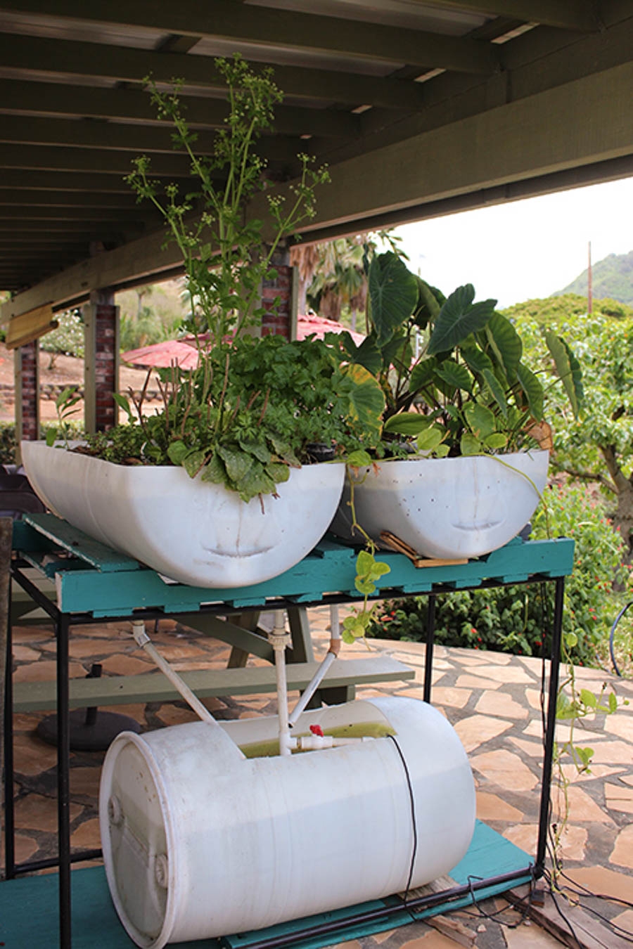 Economical Aquaponics Workshop - Board of Water Supply