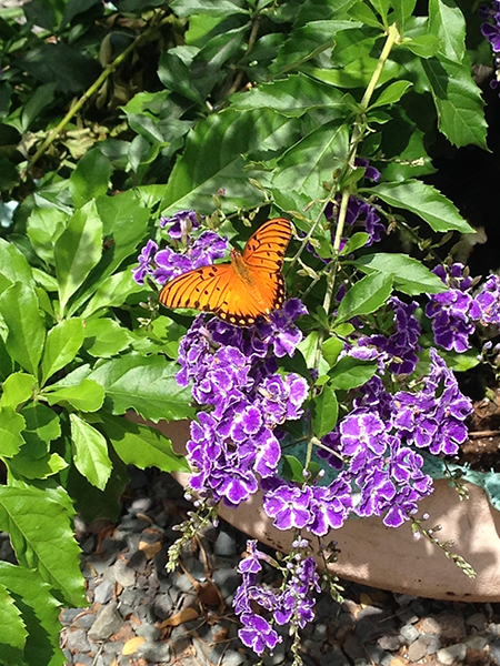how to create a xeric butterfly garden workshop