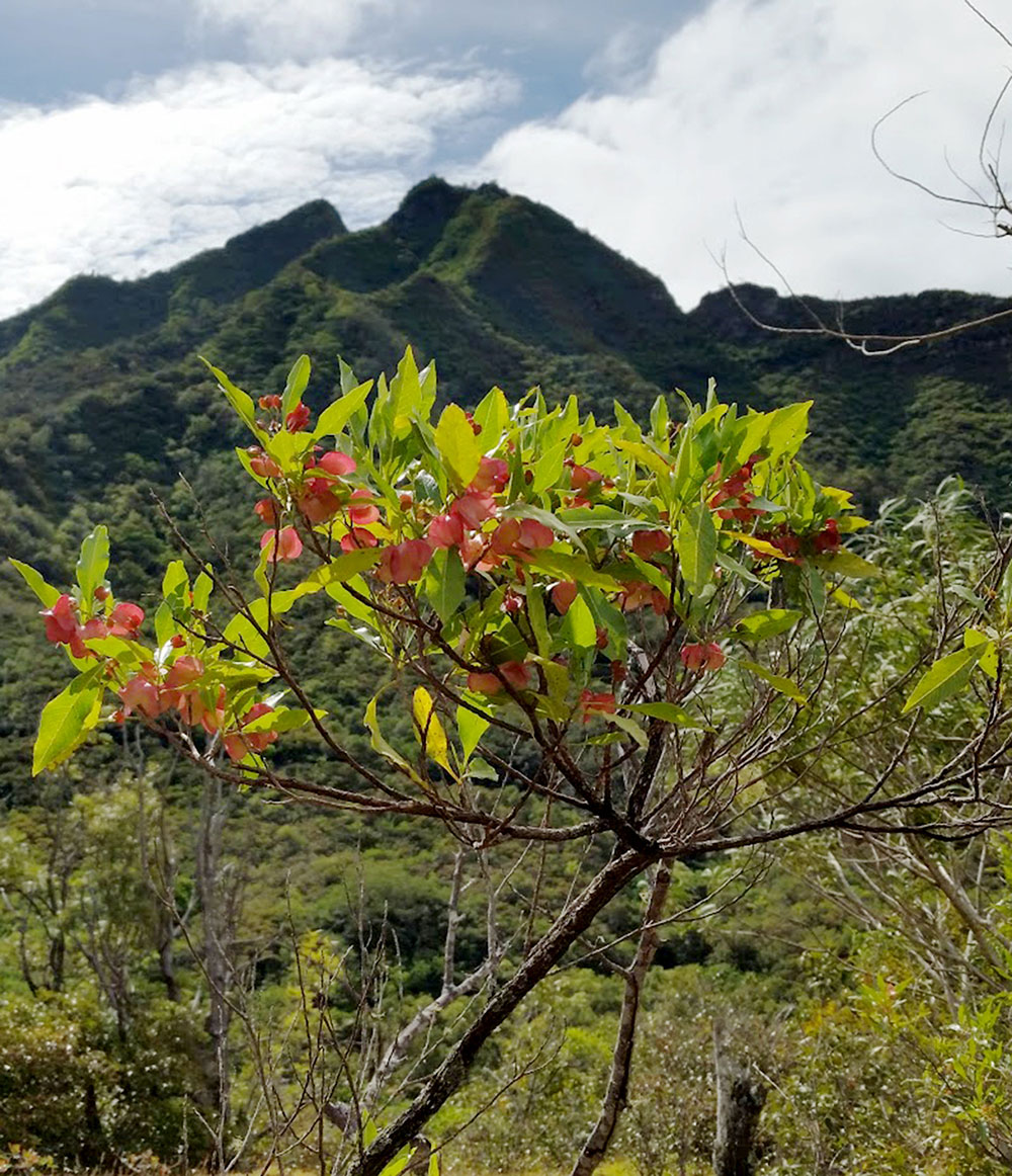introduction to native hawaiian plants