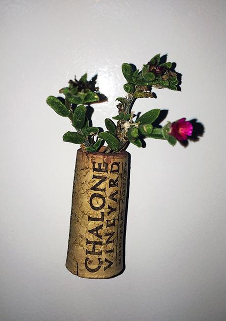 succulent cork magnets workshop