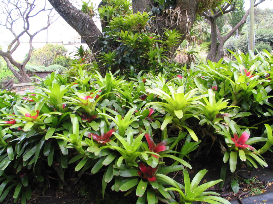 view of a xeriscape garden